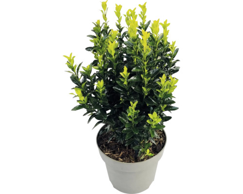 Japanse kardinaalsmuts Euonymus japonicus met tweekleurige bladeren in een grijze kunststof pot.