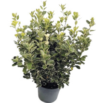 Japanse kardinaalsmuts Euonymus japonicus met wit-groene bonte bladeren in een grijze pot.