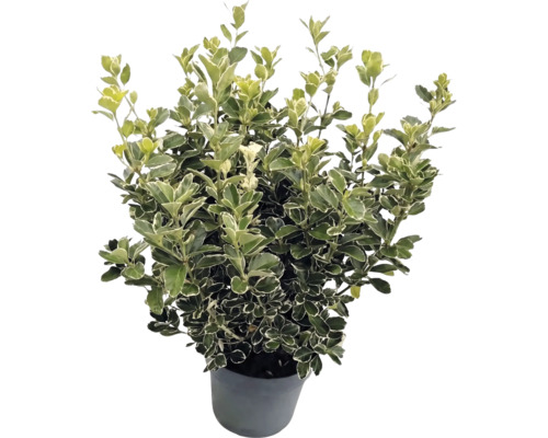 Japanse kardinaalsmuts Euonymus japonicus met wit-groene bonte bladeren in een grijze pot.