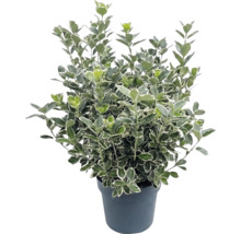 Japanse kardinaalsmuts Bravo met bontgekleurde bladeren in een zwarte plantenpot.