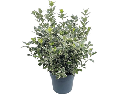 Japanse kardinaalsmuts Bravo met bontgekleurde bladeren in een zwarte plantenpot.