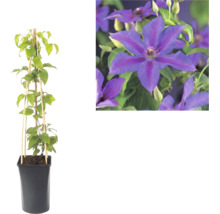 Clematis plant in zwarte pot met bamboerekje en close-up van de paarse bloemen.