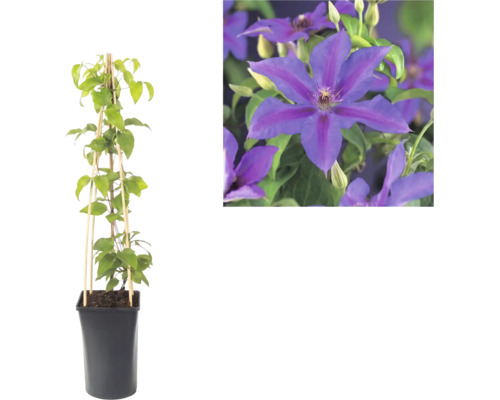 Clematis plant in zwarte pot met bamboerekje en close-up van de paarse bloemen.