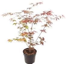 Japanse esdoorn Acer palmatum in kunststof pot met vertakte takken en waaiervormige bladeren in groen en oranjerood.