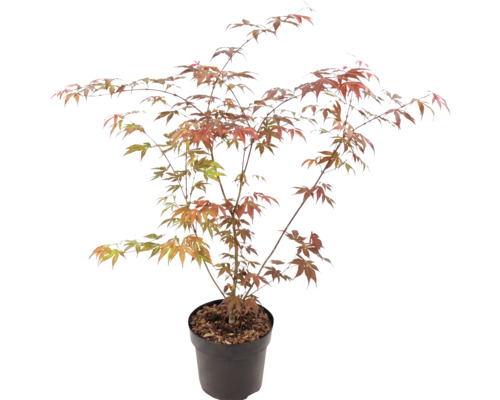 Japanse esdoorn Acer palmatum in kunststof pot met vertakte takken en waaiervormige bladeren in groen en oranjerood.