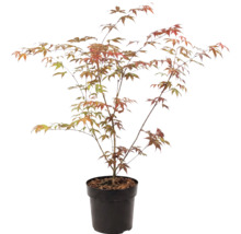 Japanse esdoorn Acer palmatum in zwarte kunststof pot
