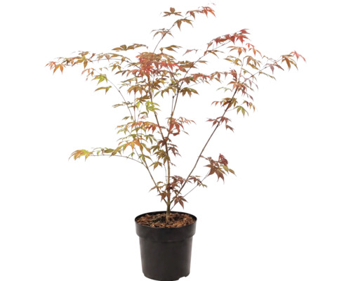 Japanse esdoorn Acer palmatum in zwarte kunststof pot