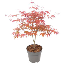 Japanse esdoorn Acer palmatum in kunststof pot met boomschors.