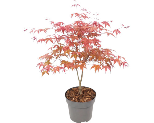 Japanse esdoorn Acer palmatum in kunststof pot met boomschors.