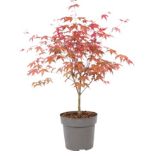 Japanse esdoorn Acer palmatum in kunststof pot met roodachtig blad.
