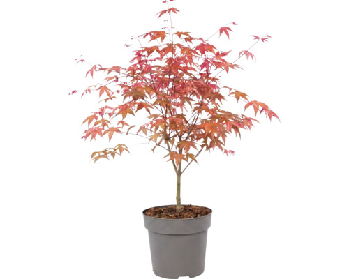 Japanse esdoorn Acer palmatum in kunststof pot met roodachtig blad.