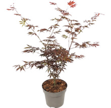 Japanse esdoorn Acer palmatum met rode bladeren in pot.