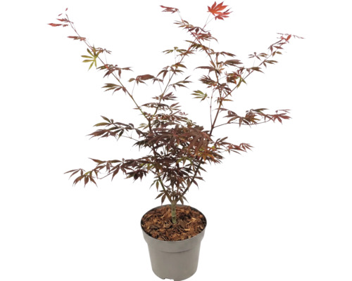 Japanse esdoorn Acer palmatum met rode bladeren in pot.