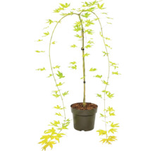Japanse esdoorn Acer palmatum in kunststof pot met hangende takken en stervormige bladeren.