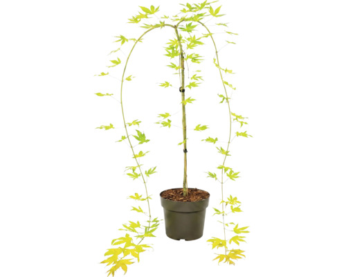 Japanse esdoorn Acer palmatum in kunststof pot met hangende takken en stervormige bladeren.