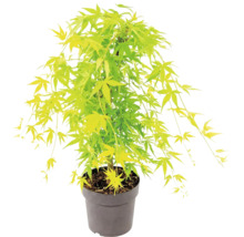 Japanse esdoorn Acer palmatum in kunststof pot