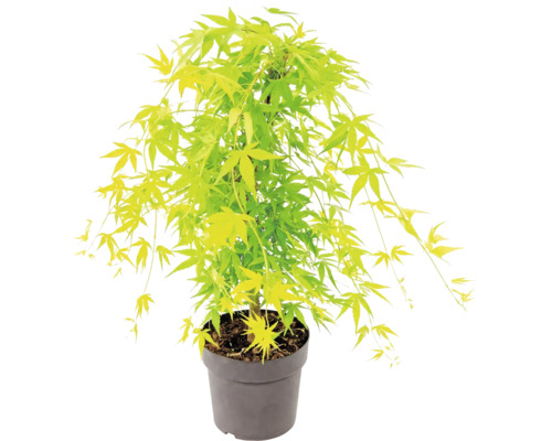 Japanse esdoorn Acer palmatum in kunststof pot