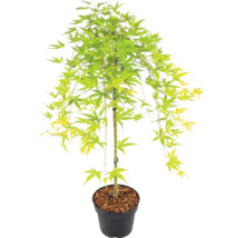 Japanse esdoorn met lichtgroene bladeren in een zwarte plantenpot met boomschors.
