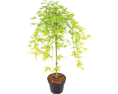 Japanse esdoorn met lichtgroene bladeren in een zwarte plantenpot met boomschors.