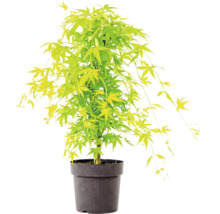 Japanse esdoorn met lichtgroene bladeren in een zwarte kunststof pot.
