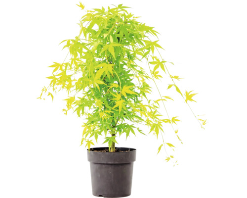 Japanse esdoorn met lichtgroene bladeren in een zwarte kunststof pot.