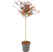 Japanse esdoorn Acer palmatum met veelkleurige bladeren in een grijze kunststof pot.