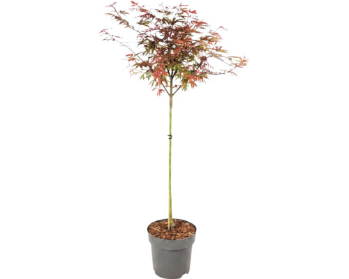 Japanse esdoorn Acer palmatum met veelkleurige bladeren in een grijze kunststof pot.