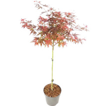 Japanse esdoorn Acer palmatum op stam in pot met roodachtig blad.