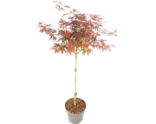 Japanse esdoorn Acer palmatum op stam in pot met roodachtig blad.