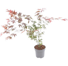 Japanse esdoorn in een pot met fijn verdeelde, meerkleurige bladeren.