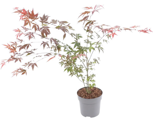 Japanse esdoorn in een pot met fijn verdeelde, meerkleurige bladeren.