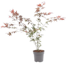 Japanse esdoorn Acer palmatum in pot met fijn ingesneden bladeren.