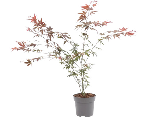 Japanse esdoorn Acer palmatum in pot met fijn ingesneden bladeren.