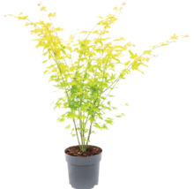 Japanse esdoorn met lichtgroene bladeren in een grijze kunststof pot.