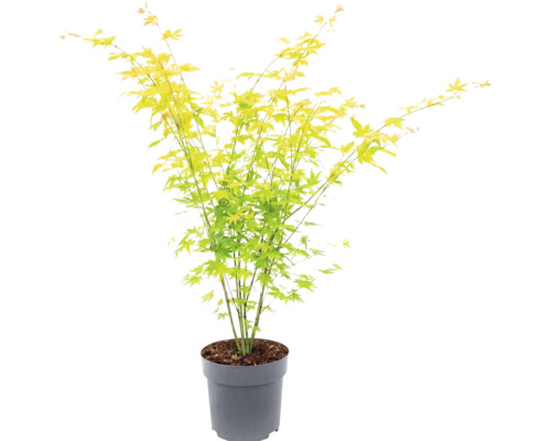 Japanse esdoorn met lichtgroene bladeren in een grijze kunststof pot.