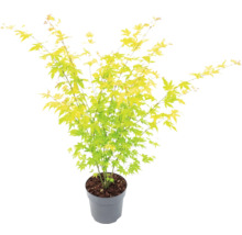 Japanse esdoorn met geelgroene bladeren in een grijze plantenpot.