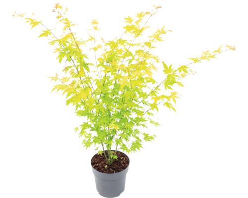 Japanse esdoorn met geelgroene bladeren in een grijze plantenpot.