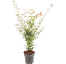 Japanse esdoorn Acer palmatum met fijne bladeren in een grijze pot.