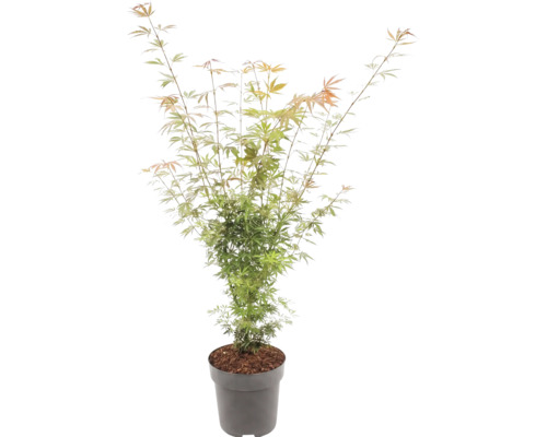 Japanse esdoorn Acer palmatum met fijne bladeren in een grijze pot.