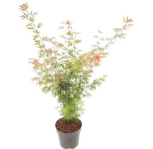 Japanse esdoorn Acer palmatum in grijze kunststof pot met fijne groen-oranje bladeren.