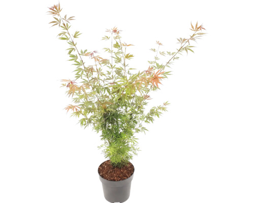 Japanse esdoorn Acer palmatum in grijze kunststof pot met fijne groen-oranje bladeren.