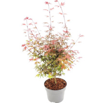 Japanse esdoorn Acer palmatum in grijze kunststof pot met boomschors, fijn ingesneden bladeren.