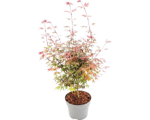 Japanse esdoorn Acer palmatum in grijze kunststof pot met boomschors, fijn ingesneden bladeren.