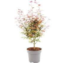 Japanse esdoorn Acer palmatum in kunststof pot met mulchlaag.