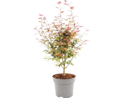 Japanse esdoorn Acer palmatum in kunststof pot met mulchlaag.