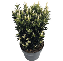 Japanse kardinaalsmuts Euonymus japonicus Paloma Blanca in kunststof pot met donkergroene bladeren en witte scheuten.
