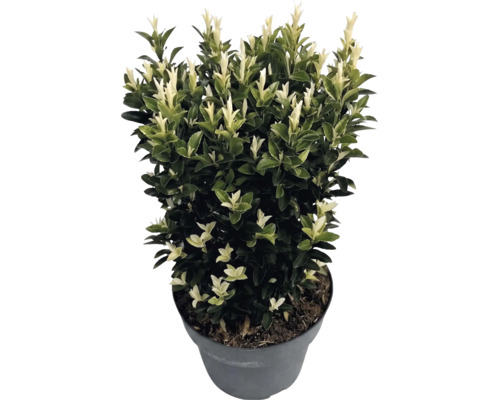 Japanse kardinaalsmuts Euonymus japonicus Paloma Blanca in kunststof pot met donkergroene bladeren en witte scheuten.