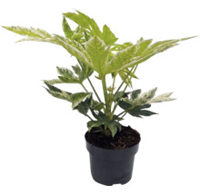 Vingerplant Fatsia japonica Spiders Web met witbont blad in een zwarte kweekpot.