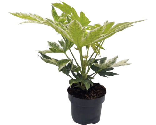 Vingerplant Fatsia japonica Spiders Web met witbont blad in een zwarte kweekpot.