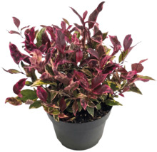 Alternanthera plant met roze-groen bonte bladeren in een zwarte kunststof pot.